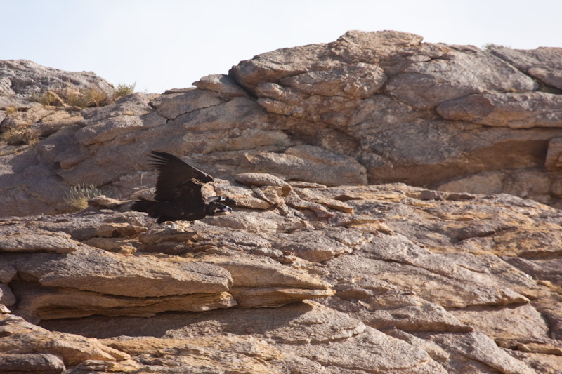 Cinareous Vulture Taking Flight